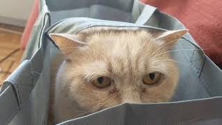 A chonky cat in a shopping tote by Brian Chambers 4,230 views 6 years ago 2 minutes, 24 seconds