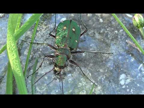 Tiger beetle (Cicindela campestris). A small, six-legged tiger. GONZALO.