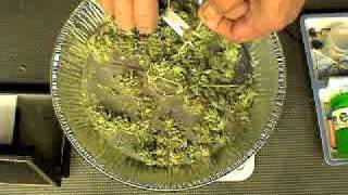 STG #42 WEIGH IN A B PART 1