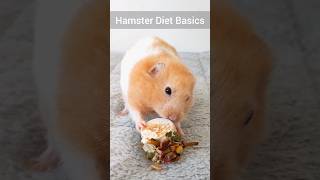 Hamster Diet Basics Important Things Hamster Owners Need to Know TikTok Trend Hamster Edition ⚠