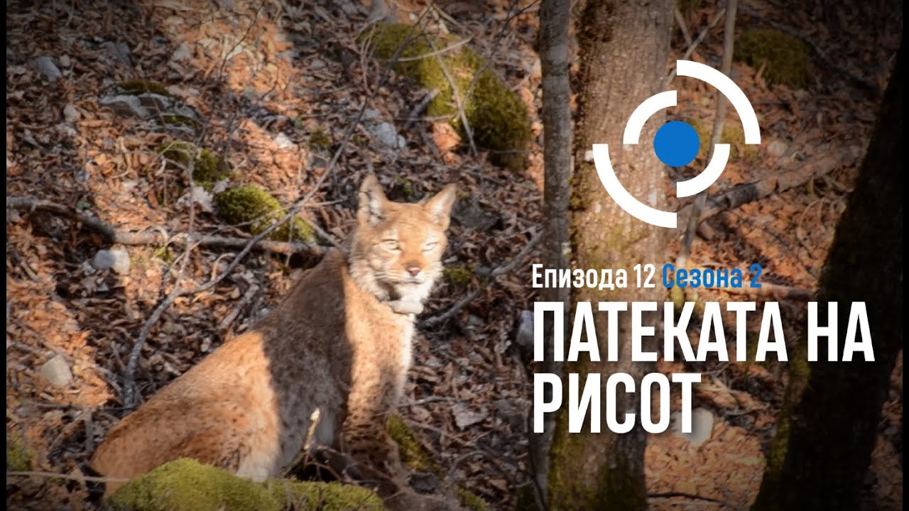 Радиус | Епизода 12, Сезона 02-Патеката на рисот/Radius | Epizodi 12, Sezoni 02-Rruga e rrëqebullit