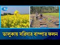 ময়মনসিংহের ভালুকায় আবারও প্রাণ ফিরছে গ্রাম বাংলার ঐতিহ্যবাহী সরিষা চাষে | Rtv News