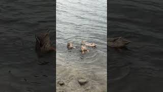 A Duck Dives to Catch Its Meal