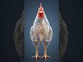 Why Does a Rooster Crow in the Morning? 🐓 | The Science Behind Nature’s Alarm Clock #shorts