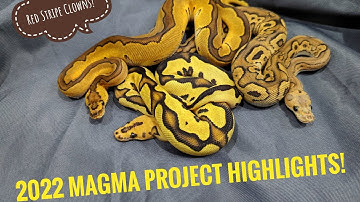 Red Stripe Clown Highlights for 2022!