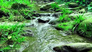Relaxing Stream Sounds with Birds, Trickling Stream Sounds, Beautiful Birds Chirping Sounds, ASRM