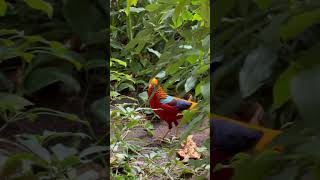 Gambar close-up burung Golden Pheasant.