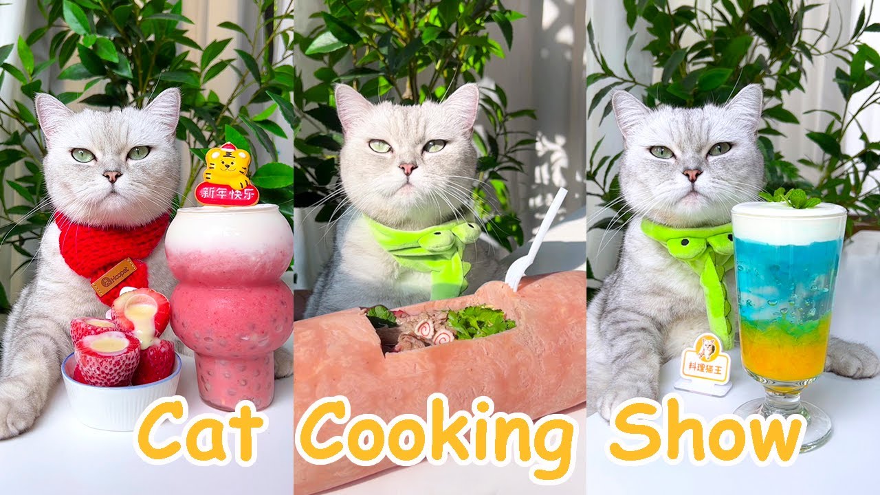 Cat Cooking Food?: Some Easy Delicious You Can Make At Home Cute Cat  TikToks, Cooking With ChangAn