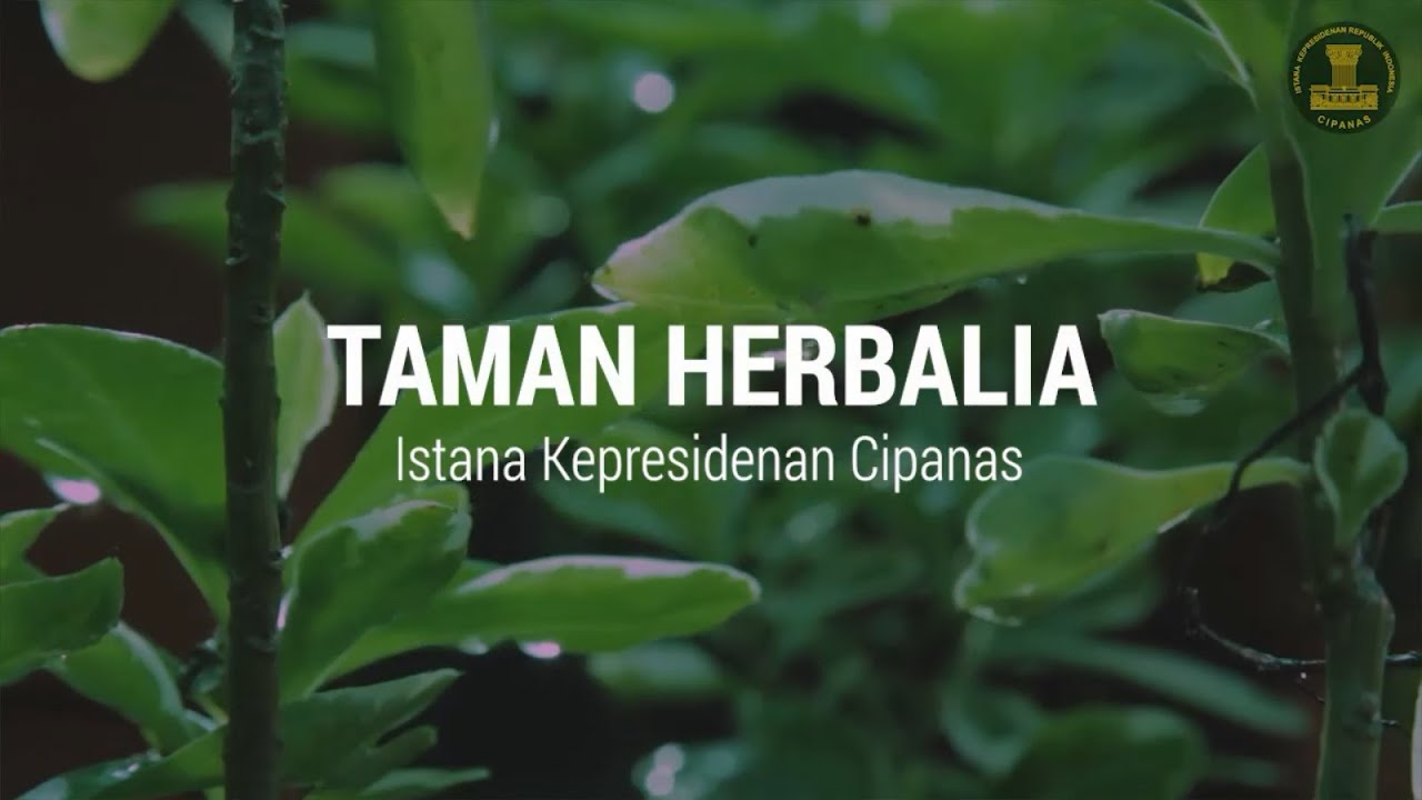 Taman Herbalia: Pelestarian Tanaman Obat Indonesia 