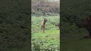 Elk in Cannon Beach #Elk #wildanimals #oregoncoast #wildlife #outdoors #nature
