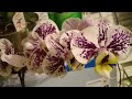 Обзор орхидей в магазинах и новые покупки//