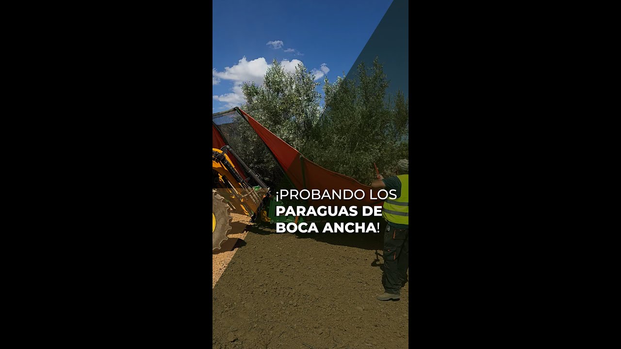 PROBANDO LOS PARAGUAS DE BOCA ANCHA - OLIVAR