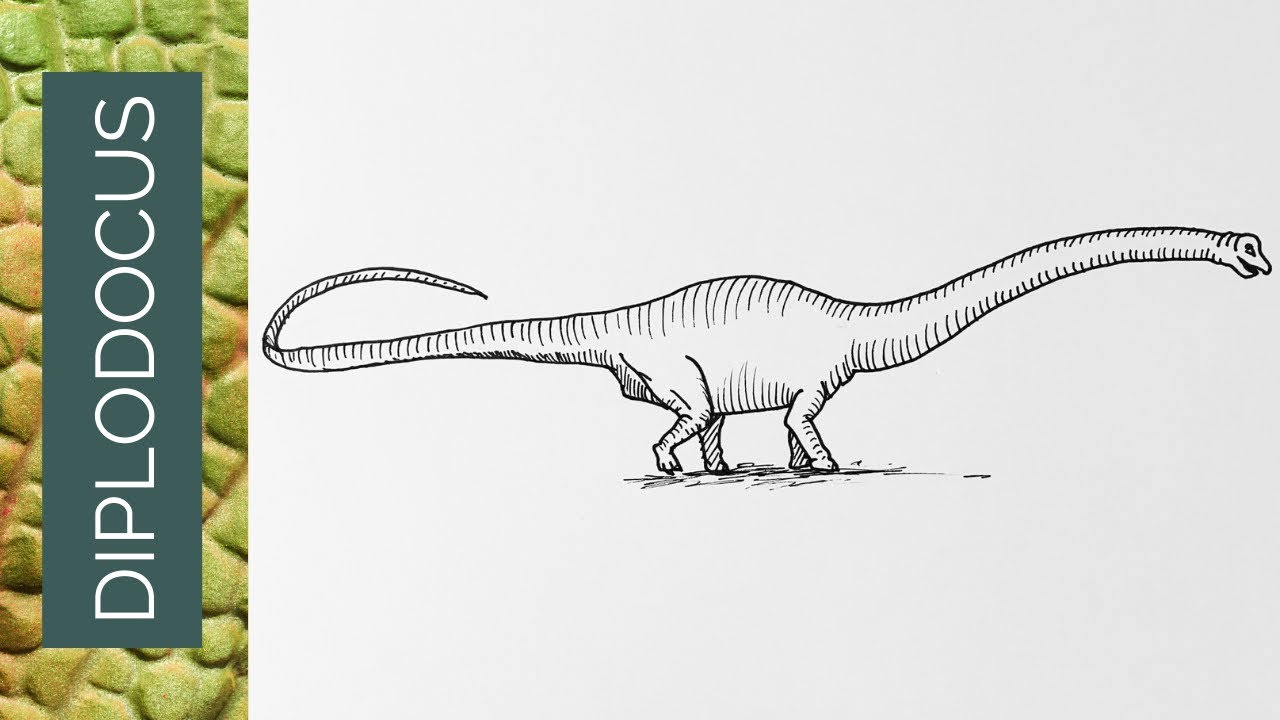 Diplodocus Line Art Stock Illustrations – 294 Diplodocus Line Art Stock  Illustrations, Vectors & Clipart - Dreamstime