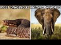 Top 5 Most Dangerous Animals in the World