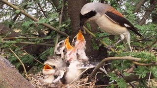 chicks parents feeding their four chicks | Mother Bird Feeding Their Baby Chicks In Nest