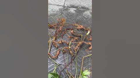 12 củ/1kg sâm rừng víp đẹp không diễn tả được giá 123tr  #sâm_ngọc_linh_rừng #sâm_ngọc_linh_rừng