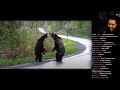 Berleezy  bear vs bear 