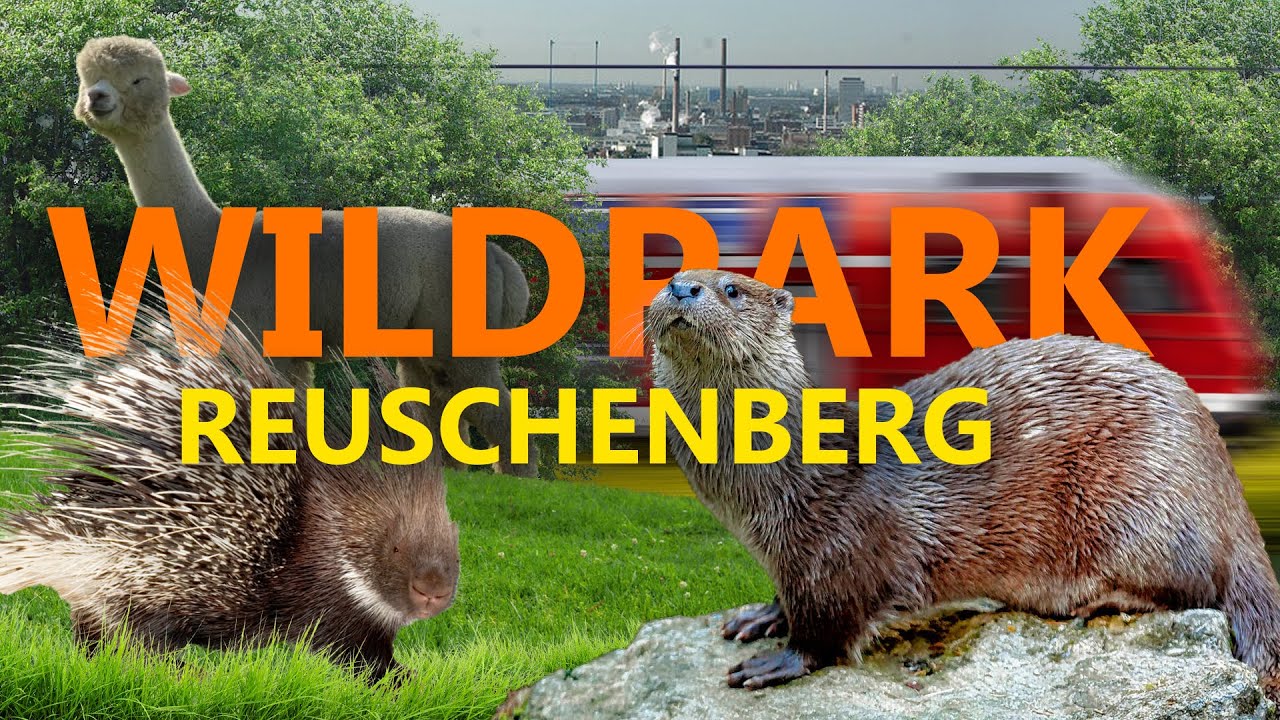 Wildpark Reuschenberg Leverkusen ZooEindruck YouTube
