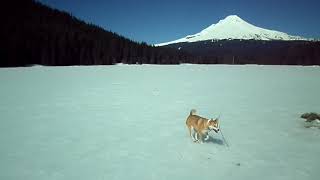 Jindo dog Journeys:  Trillium Lake Mt. Hood 3/21/2020