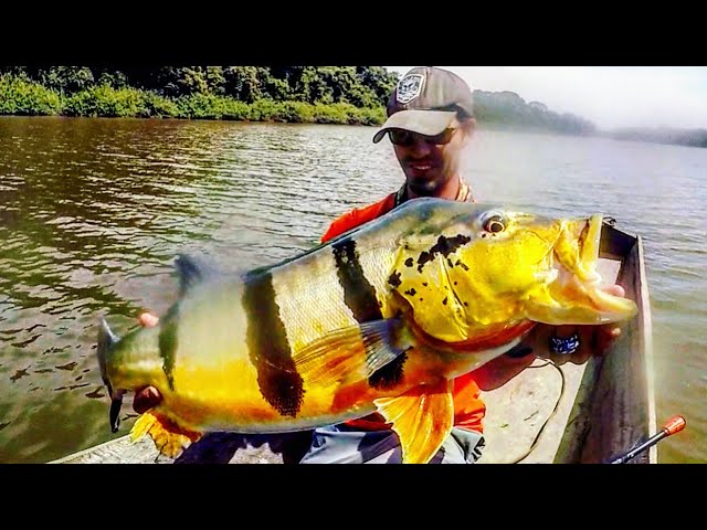 Fishing Peacock Bass in the  pt.2  Extremely Loud Topwater Lures 