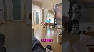 ¿Perrita hada? #tierna
