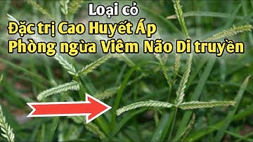 Bài thuốc Đặc trị Cao huyết áp, ngừa Viêm não di truyền. PHAN HẢI channel