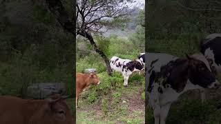 Nos rodearon las vacas #vaca #viral #campo #fypシ゚viral