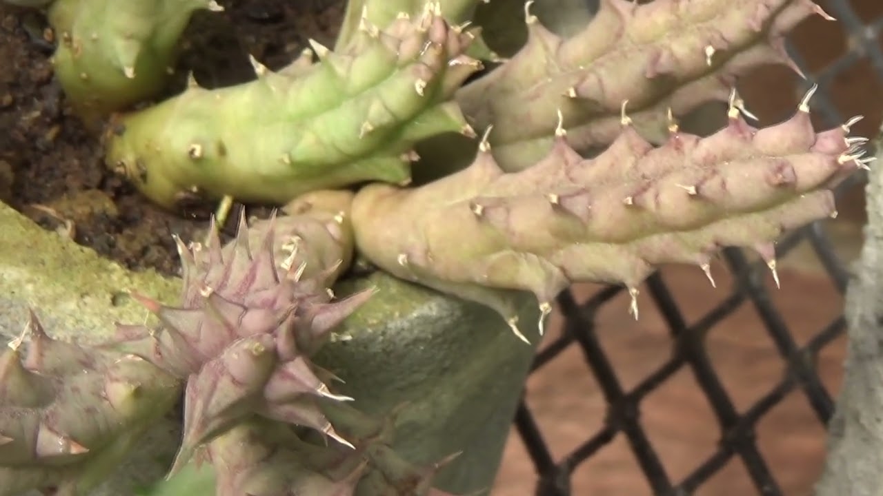 Você sabia ? # 308 - Flor do dragão, planta carniça ou huernia 