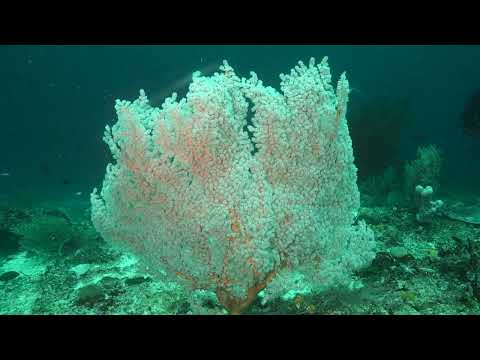 Mayhem, Raja Ampat, West Papua, Indonesia 240511 2