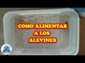 COMO ALIMENTAR A LOS ALEVINES