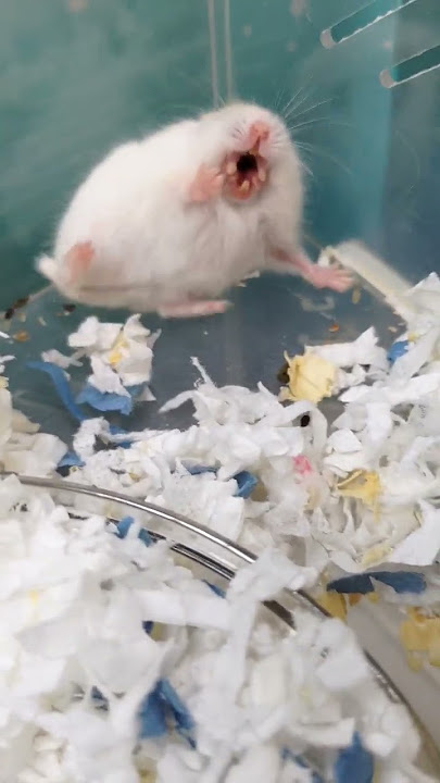 The little baby hamster suddenly screamed wildly, and the next second...#shorts #hamster #倉鼠 #хомяк