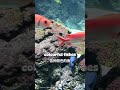 Observing Moray Eel at Berlin Zoological Aquarium #aquarium #fishlover #weirdpets #morayeels #amazon