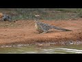 Greater Roadrunner at Jones Alta Vista Texas