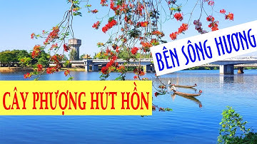Cây phượng vĩ mới dáng cô gái tóc thề làm say lòng dân Huế và người quay phim
