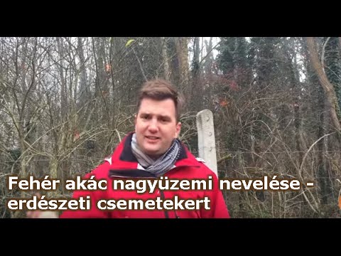 Videó: Akácfa metszése: mikor kell visszavágni az akácot