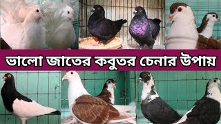 ভালো জাতের কবুতর কেনার নিয়ম | কবুতর পালন পদ্ধতি | কবুতরের নর মাদি চেনার উপায় | Pakhial পাখিয়াল |