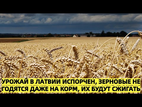 Катастрофический урожай в Латвии: зерно сожгут вместо того, чтобы использовать