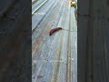 While working, I saw a snail.