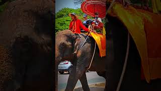 最富異國情調 大象騎行 elephant riding travel heritage ayutthaya thailand foryou 大象 騎行 旅遊 阿瑜陀耶 泰國