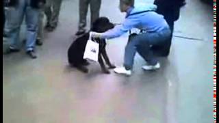 кот чуть не съел собаку кот чуть не съел собаку