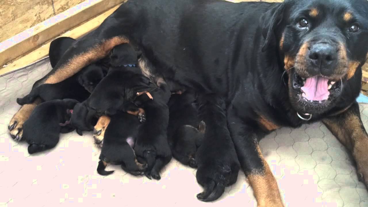 Rottweiler Puppies with Mom 1 week old - YouTube