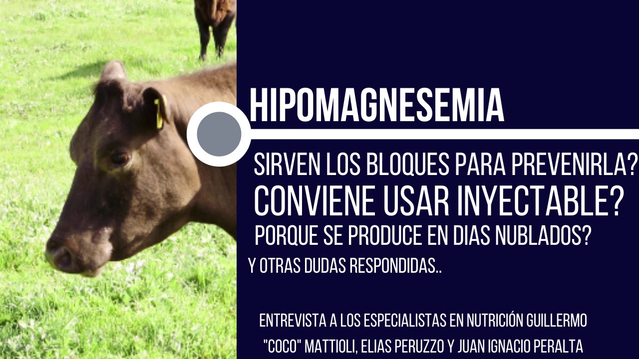 Hipomagnesemia en bovinos