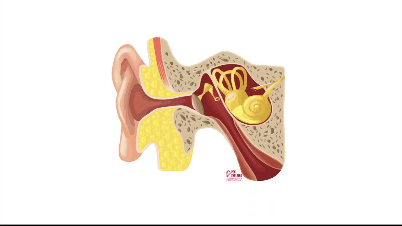 Vibrating Eardrum YouTube