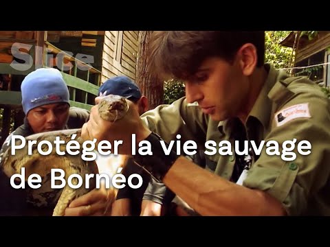 Vidéo: Gibbon est un singe intelligent. Habitat, mode de vie et disposition du gibbon