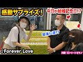 【サプライズ】まさかの涙...⁉️今日が結婚20年目のご夫婦から「Forever Love(XJAPAN)」のリクエストに応えてみたら...