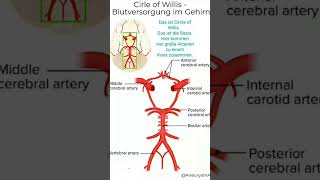 #NataschaMission #Circleofwillis #Hirnaneurysma  #Österreich #Schlaganfall #Aneurysma #Stroke