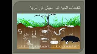 الكائنات الحية في التربة