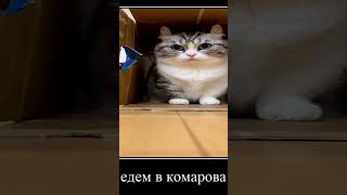 КОМАРУ едет в Комарово #komaru #cat #motivation #кот #кошка #комарово #зайка #дорама #авто #икарус