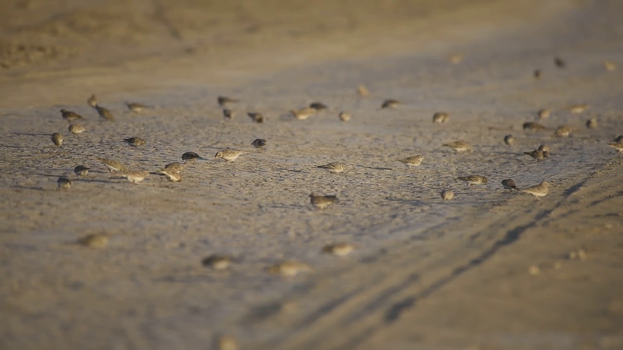 greater short toed lark flock feeding at banny kutch 