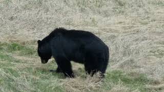 Wild black bear